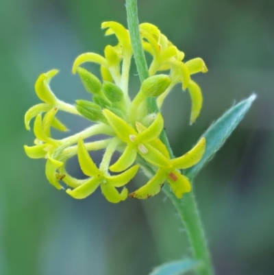 Pimelea curviflora (Curved Rice-flower) at Booth, ACT - 13 Jan 2019 by KenT