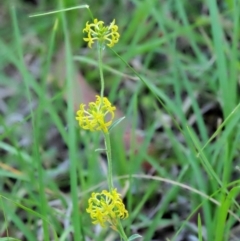 Pimelea curviflora at Booth, ACT - 14 Jan 2019 07:23 AM