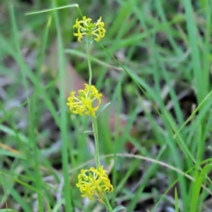 Pimelea curviflora at Booth, ACT - 14 Jan 2019 07:23 AM