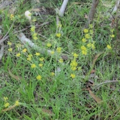 Pimelea curviflora at Booth, ACT - 14 Jan 2019