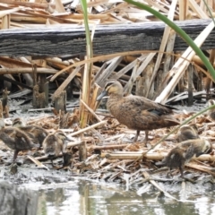 Anas superciliosa (Pacific Black Duck) at Fyshwick, ACT - 28 Jan 2019 by MatthewFrawley