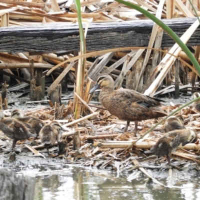 Anas superciliosa (Pacific Black Duck) at Fyshwick, ACT - 28 Jan 2019 by MatthewFrawley