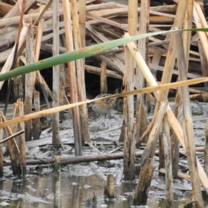 Zapornia pusilla at Fyshwick, ACT - 28 Jan 2019