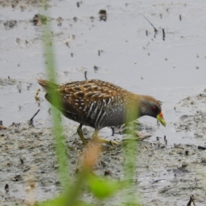 Porzana fluminea at Fyshwick, ACT - 28 Jan 2019 04:37 PM