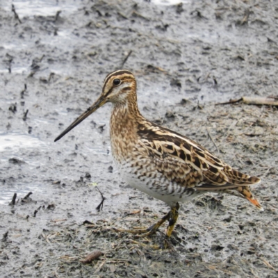 Gallinago hardwickii (Latham's Snipe) at Fyshwick, ACT - 28 Jan 2019 by MatthewFrawley