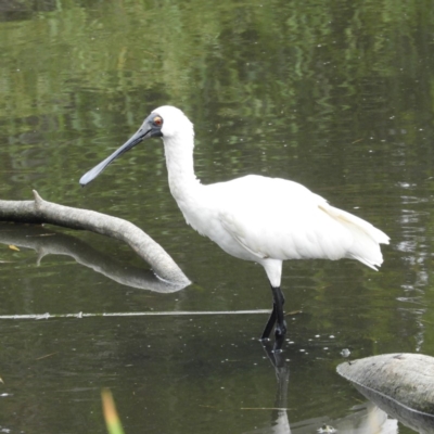 Platalea regia (Royal Spoonbill) at Fyshwick, ACT - 28 Jan 2019 by MatthewFrawley