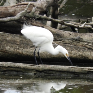 Egretta garzetta at Fyshwick, ACT - 28 Jan 2019