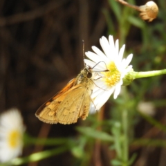 Ocybadistes walkeri (Green Grass-dart) at Kambah, ACT - 29 Jan 2019 by MatthewFrawley