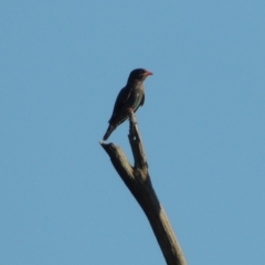 Eurystomus orientalis (Dollarbird) at Greenway, ACT - 9 Jan 2019 by michaelb