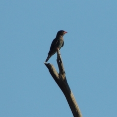 Eurystomus orientalis (Dollarbird) at Bullen Range - 9 Jan 2019 by michaelb