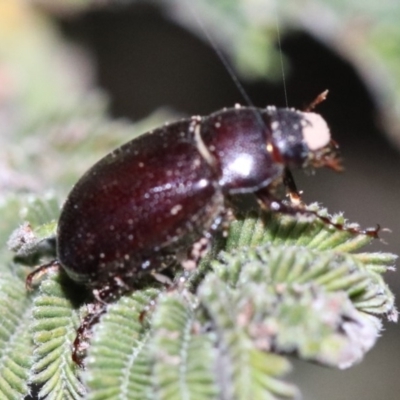 Melolonthinae (subfamily) (Cockchafer) at Majura, ACT - 28 Jan 2019 by jb2602