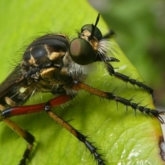 Thereutria amaraca (Spine-legged Robber Fly) at Kambah, ACT - 30 Jan 2019 by HarveyPerkins