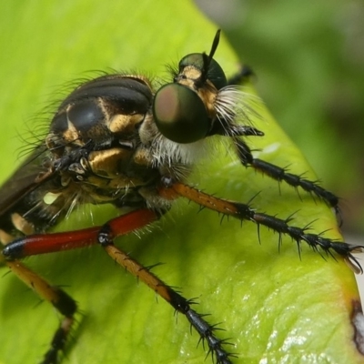 Thereutria amaraca (Spine-legged Robber Fly) at Kambah, ACT - 30 Jan 2019 by HarveyPerkins