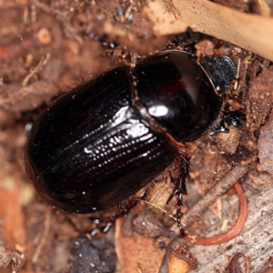 Dasygnathus sp. (genus) at O'Connor, ACT - 29 Jan 2019 08:46 PM