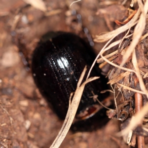 Dasygnathus sp. (genus) at O'Connor, ACT - 29 Jan 2019