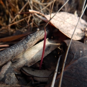 Corunastylis clivicola at Cook, ACT - 30 Jan 2019