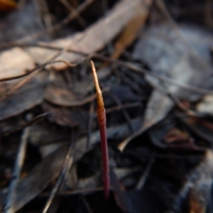 Corunastylis clivicola at Cook, ACT - 30 Jan 2019