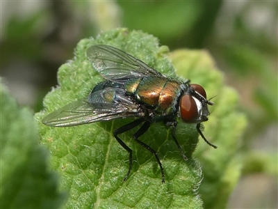 Lucilia cuprina (Australian sheep blowfly) at Kambah, ACT - 30 Jan 2019 by HarveyPerkins