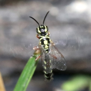 Aeolothynnus sp. (genus) at Majura, ACT - 28 Jan 2019 09:37 PM