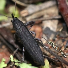 Aeolothynnus sp. (genus) at Majura, ACT - 28 Jan 2019 09:37 PM