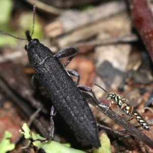 Aeolothynnus sp. (genus) at Majura, ACT - 28 Jan 2019 09:37 PM