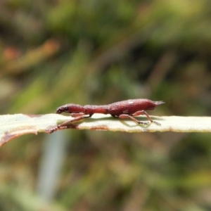 Rhadinosomus lacordairei at Cook, ACT - 29 Jan 2019