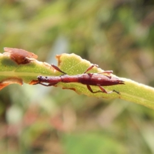 Rhadinosomus lacordairei at Cook, ACT - 29 Jan 2019