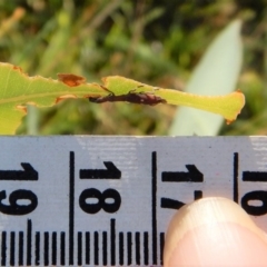 Rhadinosomus lacordairei at Cook, ACT - 29 Jan 2019