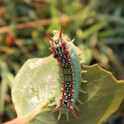 Doratifera quadriguttata and casta (Four-spotted Cup Moth) at Cook, ACT - 29 Jan 2019 by CathB