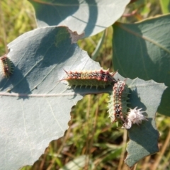 Doratifera quadriguttata and casta at Cook, ACT - 29 Jan 2019