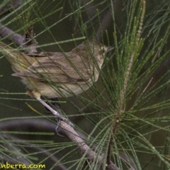 Acrocephalus australis (Australian Reed-Warbler) at Stromlo, ACT - 28 Jan 2019 by JonSteinbeck