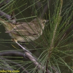 Acrocephalus australis (Australian Reed-Warbler) at Stromlo, ACT - 28 Jan 2019 by BIrdsinCanberra