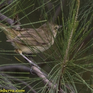 Acrocephalus australis at Stromlo, ACT - 28 Jan 2019 07:17 AM