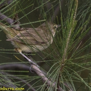 Acrocephalus australis at Stromlo, ACT - 28 Jan 2019