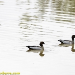 Chenonetta jubata (Australian Wood Duck) at Stony Creek - 27 Jan 2019 by BIrdsinCanberra