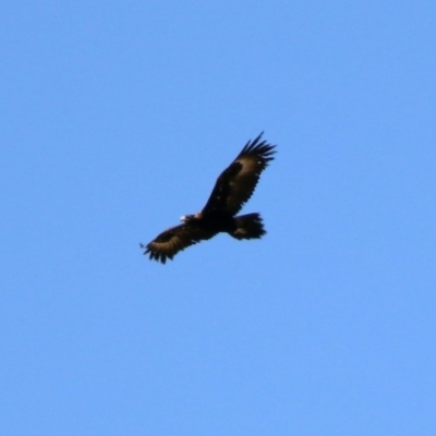 Aquila audax (Wedge-tailed Eagle) at Symonston, ACT - 30 Jan 2019 by RodDeb