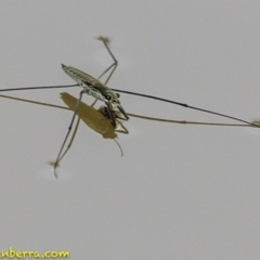 Aquarius antigone (Water strider, pond skater) at Stromlo, ACT - 27 Jan 2019 by BIrdsinCanberra