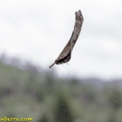 Phonognatha graeffei (Leaf Curling Spider) at Stromlo, ACT - 28 Jan 2019 by BIrdsinCanberra