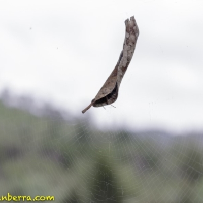 Phonognatha graeffei (Leaf Curling Spider) at Stromlo, ACT - 28 Jan 2019 by JonSteinbeck
