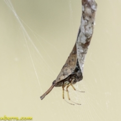 Phonognatha graeffei at Stromlo, ACT - 28 Jan 2019