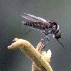 Geron sp. (genus) (Slender Bee Fly) at Majura, ACT - 28 Jan 2019 by jb2602