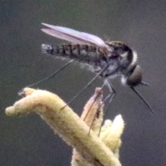 Geron sp. (genus) at Majura, ACT - 28 Jan 2019