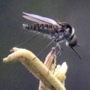 Geron sp. (genus) at Majura, ACT - 28 Jan 2019