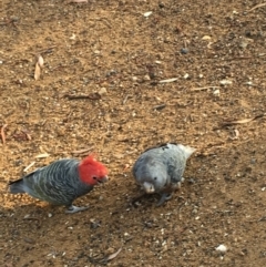 Callocephalon fimbriatum (Gang-gang Cockatoo) at O'Connor, ACT - 30 Jan 2019 by Phillip