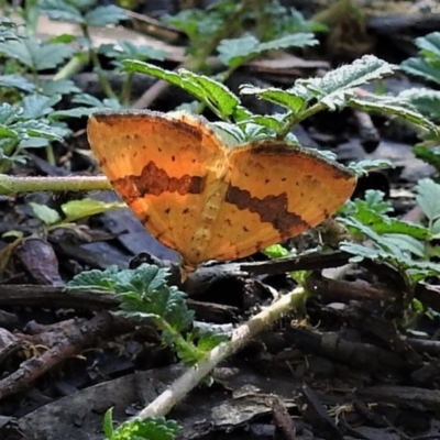 Chrysolarentia polyxantha (Yellow Carpet Moth) at Cotter River, ACT - 28 Jan 2019 by JohnBundock