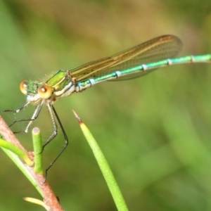 Austrolestes cingulatus at Nimmo, NSW - 30 Jan 2019 02:15 PM