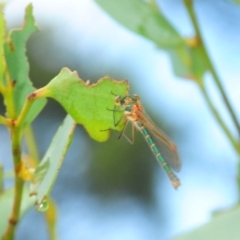 Austrolestes cingulatus (Metallic Ringtail) at Nimmo, NSW - 30 Jan 2019 by Harrisi