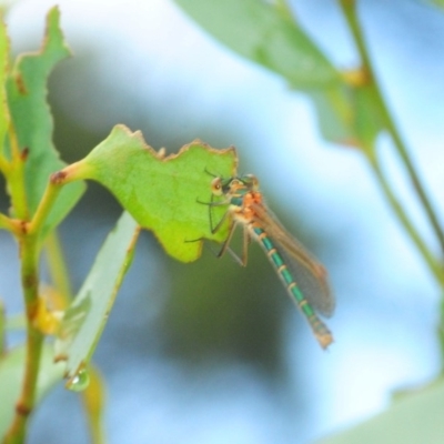 Austrolestes cingulatus (Metallic Ringtail) at Nimmo, NSW - 30 Jan 2019 by Harrisi