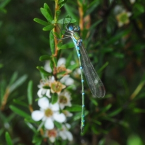 Austrolestes cingulatus at Nimmo, NSW - 30 Jan 2019 01:34 PM