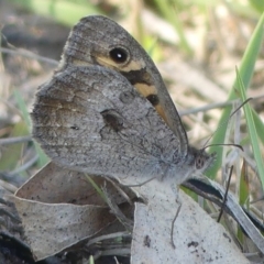 Geitoneura klugii (Marbled Xenica) at Rendezvous Creek, ACT - 28 Jan 2019 by SandraH